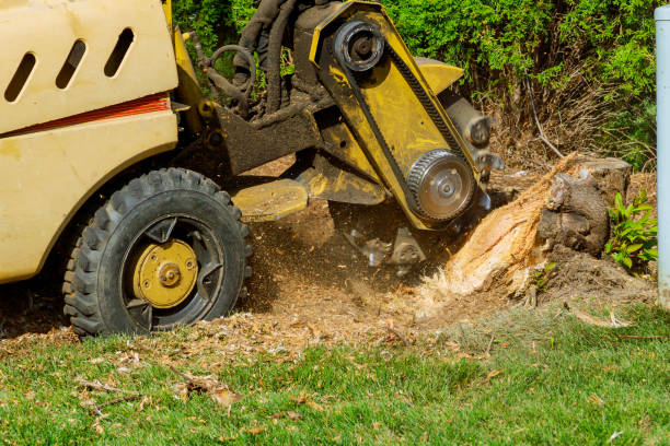 Best Lawn Renovation and Restoration  in Madelia, MN