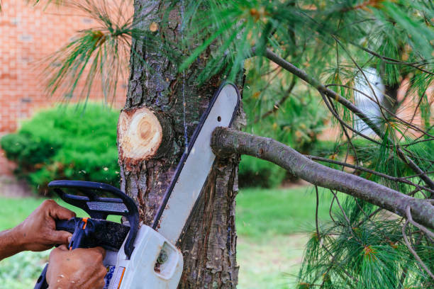 Best Tree Health Inspection  in Madelia, MN